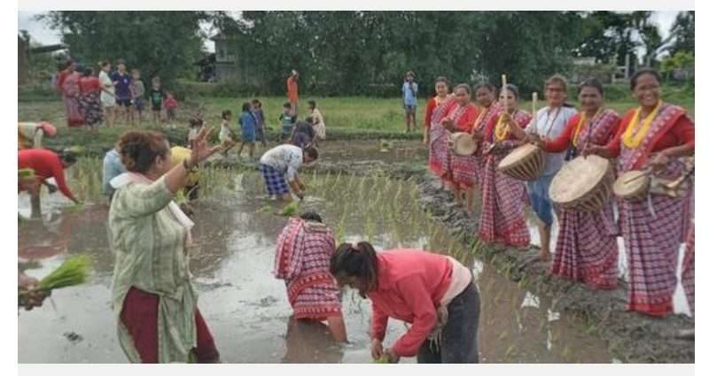 एमाले मेचीनगरले मनायो राष्ट्रिय धान दिवस