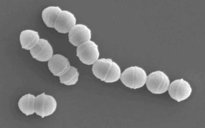 ‘मानिसको मासु खाने ब्याक्टेरिया’, जसले ४८ घन्टा भित्र लिन सक्छ ज्यान