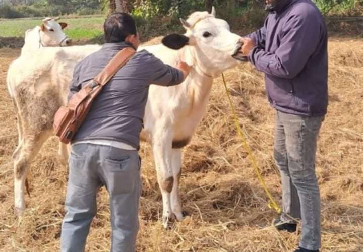 मेचीनगरका ३५ हजार पशुलाई निःशुल्क खोप