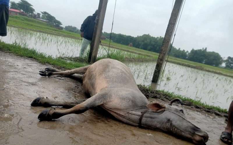 झापाको कचनकवलमा जोत्न लगेको गोरु करेन्ट लागेर मर्‍यो