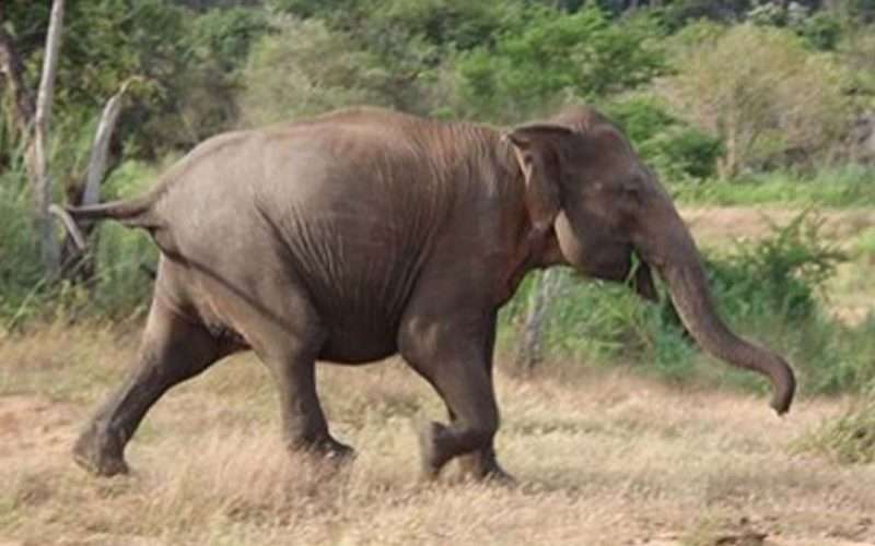 हात्तीको आक्रमणबाट झापामा एक जनाको मृत्यु