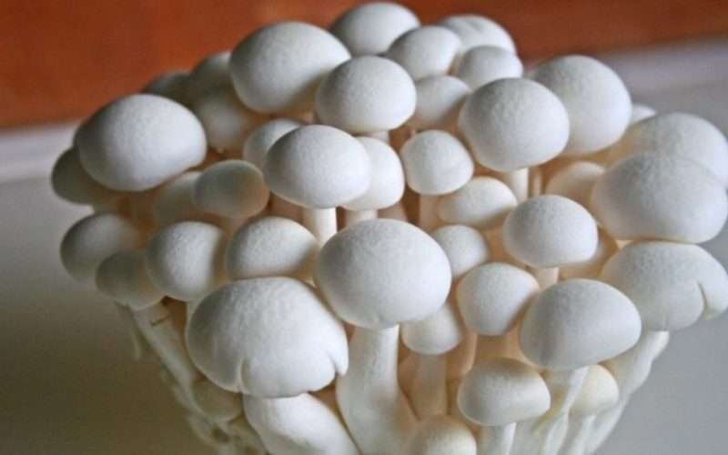 विषाक्त च्याउ खाँदा इलाम माङसेबुङका तीन जनाको गयो ज्यान