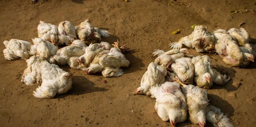 मोरङमा बर्ड फ्लु संक्रमण तीव्र रूपमा फैलिँदै, सम्बन्धित निकायको ढिलासुस्ती