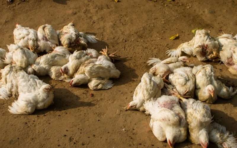 मोरङमा बर्ड फ्लु संक्रमण तीव्र रूपमा फैलिँदै, सम्बन्धित निकायको ढिलासुस्ती