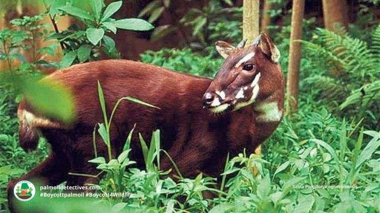 पृथ्वीकै सबैभन्दा दुर्लभ, अनौठो प्राणी — साओला (Saola)